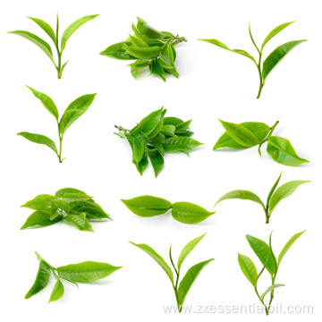 Factory supply therapeutic grade Tea tree oil bulk